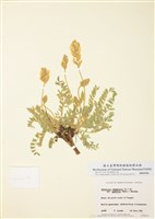 藏品(細葉(黃花)野瘋草)的圖片